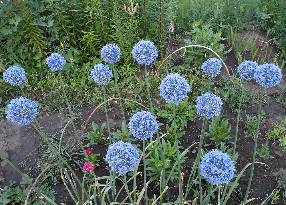 Аллиум caeruleum фото