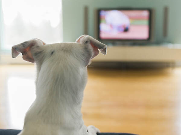 Похоже, что этот человек в прошлой жизни любил смотреть телевизор