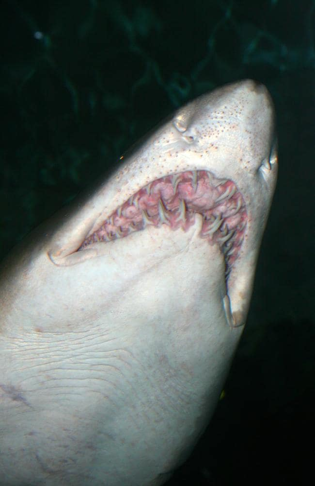 Тигровые акулы и белоголовые акулы убили выжившую команду во время самой большой атаки на людей, когда-либо зарегистрированной. Картина: поставляется. Источник: Istock