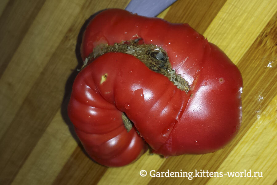 Корявый и уродливый помидор - мало полезной мякоти