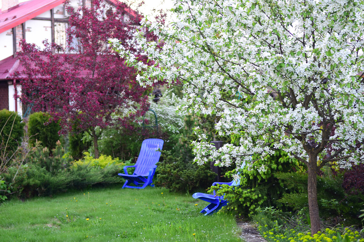 Цветение декоративных яблонь 