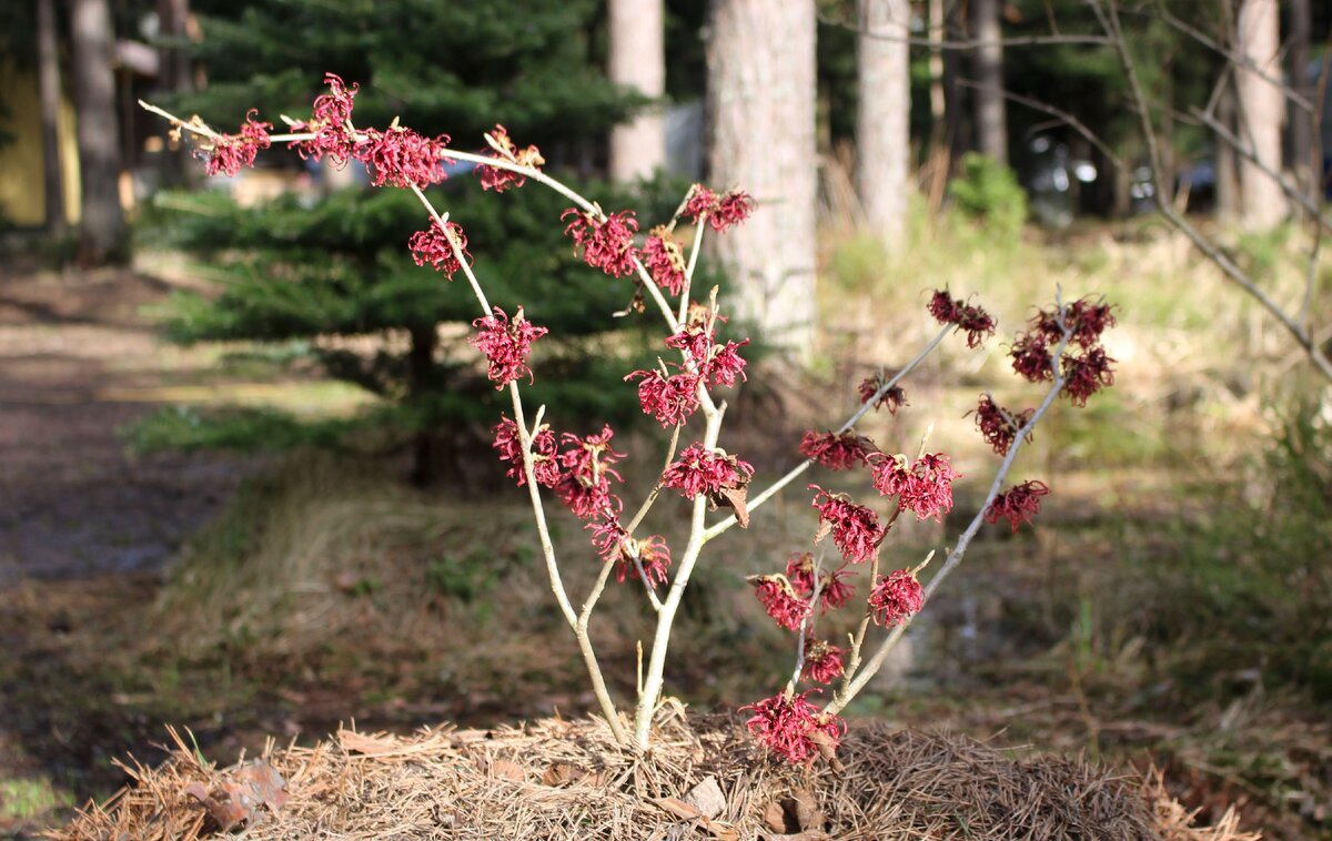 Цветение гамамелиса "Diane" в моем саду весной 2018г.