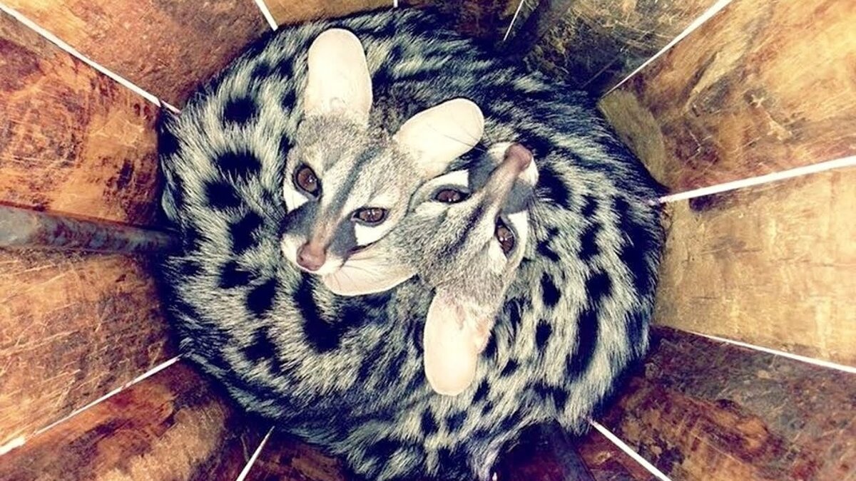 Фото взято из открытого источника.