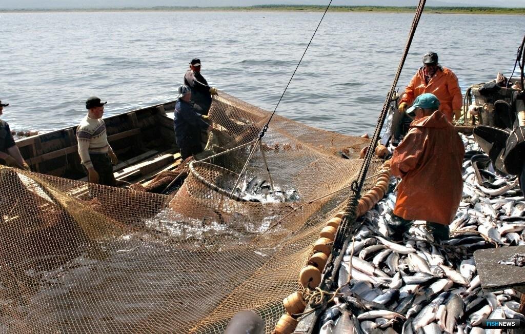 Морского зверя и рыболовство. Лососевая Путина 2020 на Сахалине. Сахалинская область рыболовство. Промысел лососей на Сахалине 2021. Добыча рыбы на Сахалине.