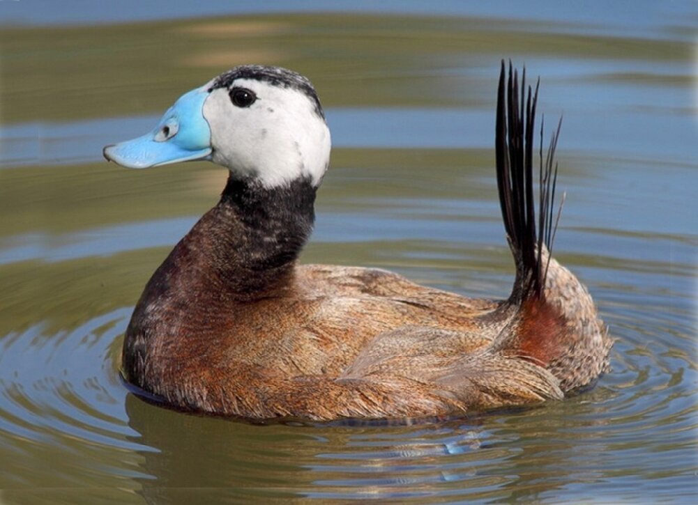 Утка фото описание. Савка Oxyura leucocephala. Белоголовая Савка. Утка Савка. Утка Савка красная книга.