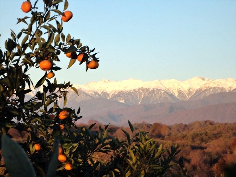 Гагра абхазия мандарин. Хурма Абхазия роща. Марокко цитрусовая роща. Мандариновый сад Абхазия. Абхазия апельсиновая роща.