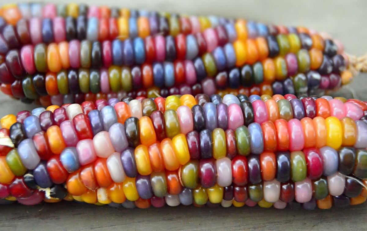 Разноцветную кукурузу можно вырастить в России