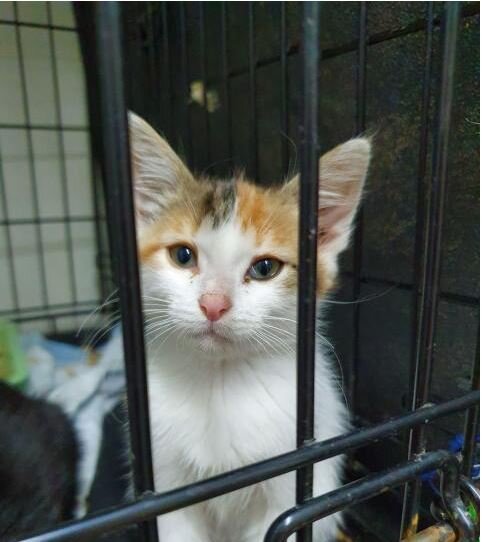 Кошки очень тяжело переживают предательство... Это Ванда, и ее уже нет....