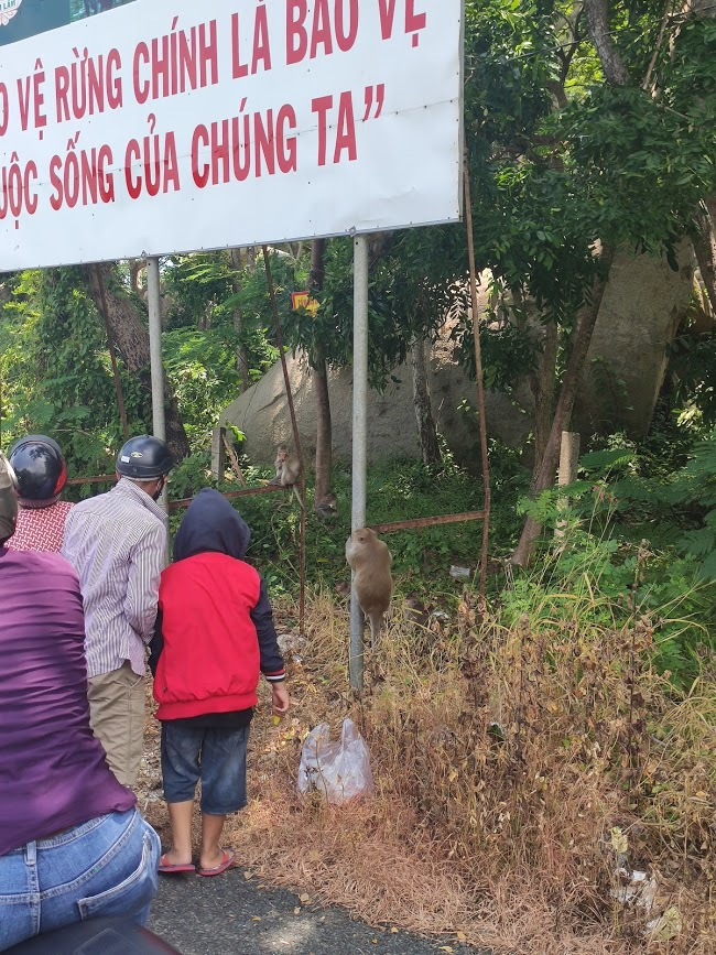И конечно же толпа зевак, всем интересны мартышки :)