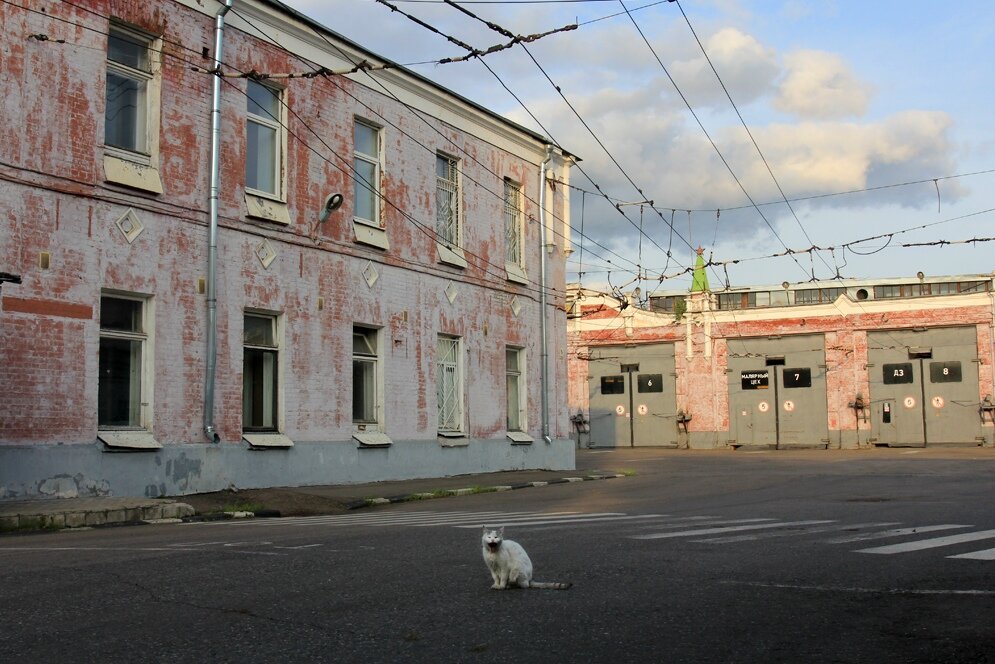 2. Чудесный кот, по всей видимости, живущий на территории парка. Посмотрите как сладко зевает!