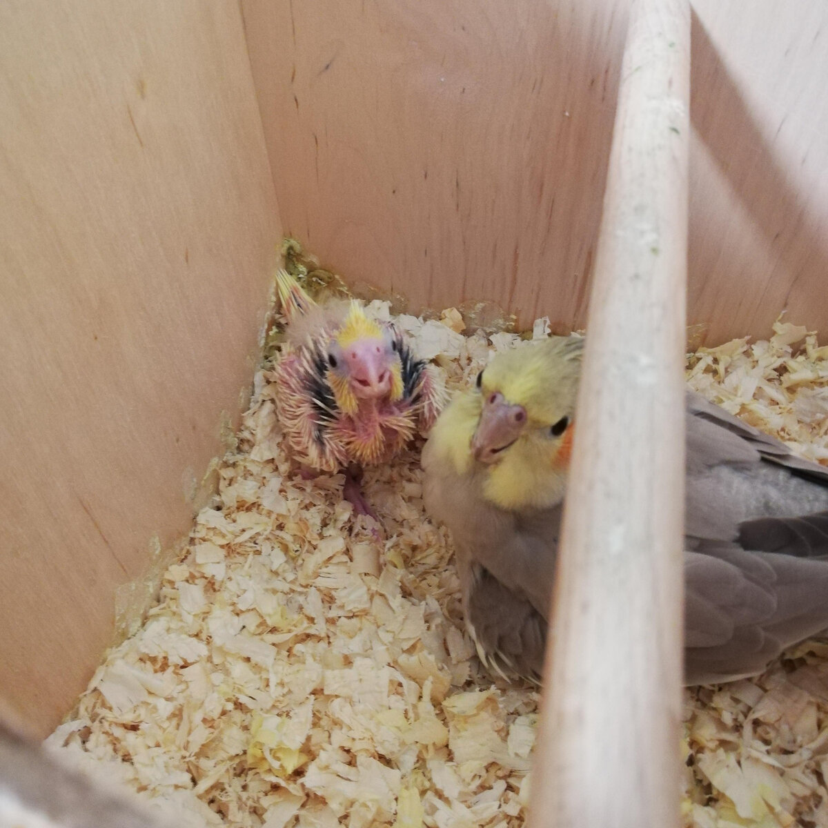 Пепси с маленьким Петрушей, сентябрь 2020, фото автора.