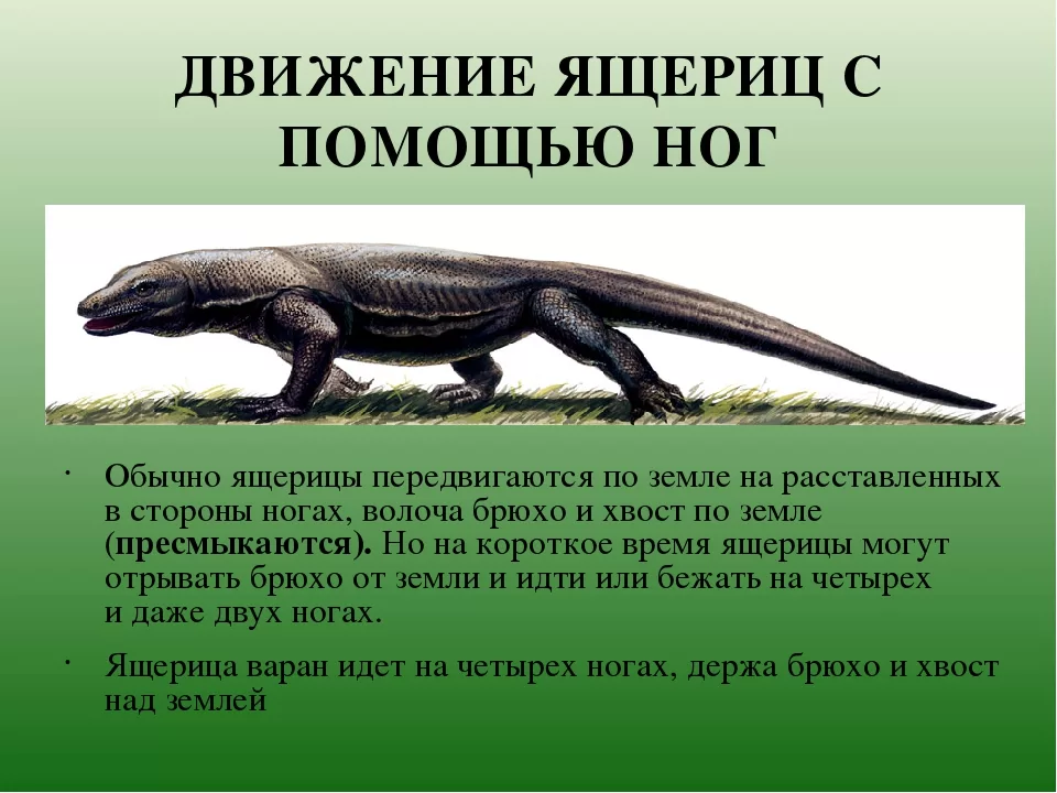 Варан слова. Способ передвижения ящерицы. Ящерица в движении. Типы конечностей у ящериц. Конечности ящерицы.