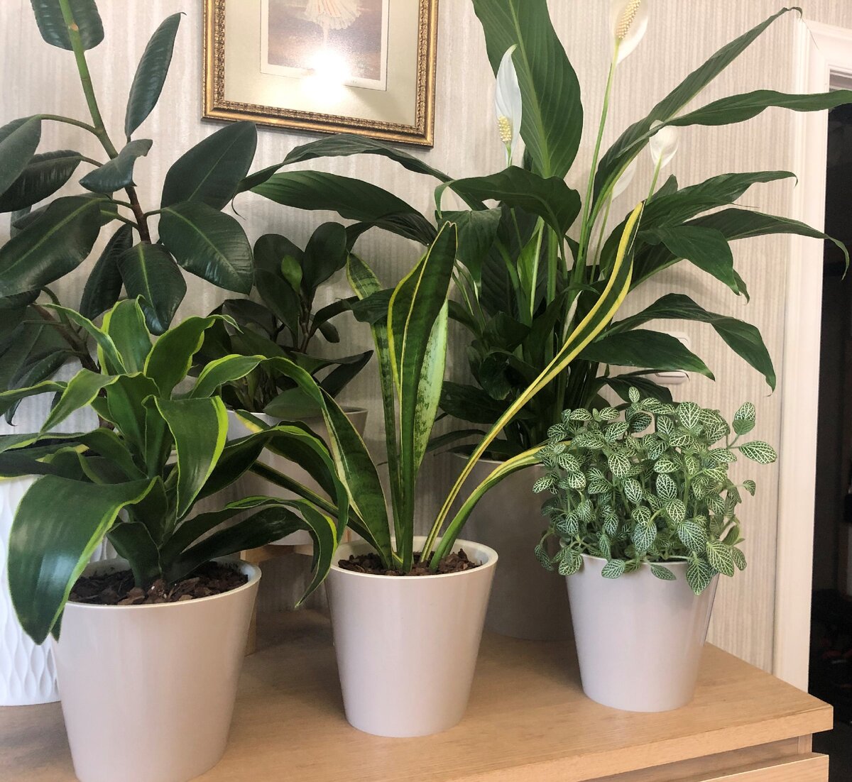 На вид они похожи на кашпо