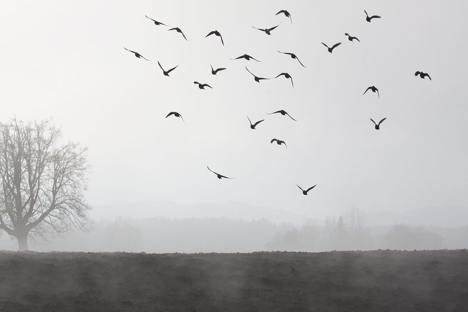Изображение взято с сайта https://pixabay.com