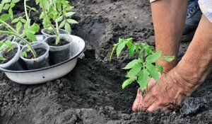 Чтобы получить высокий урожай томатов с сортовыми характеристиками, убедитесь, что они посажены в хорошо удобренную почву.