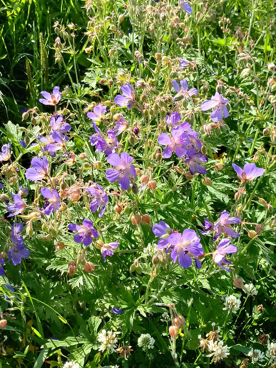 Этим цветочкам даже под палящим солнцем на поле хорошо