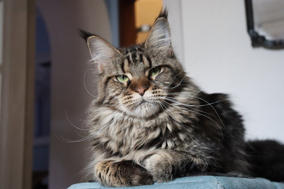 Фото из личного архива. Кошка мейн-кун Пинки Пай Котоамацуками