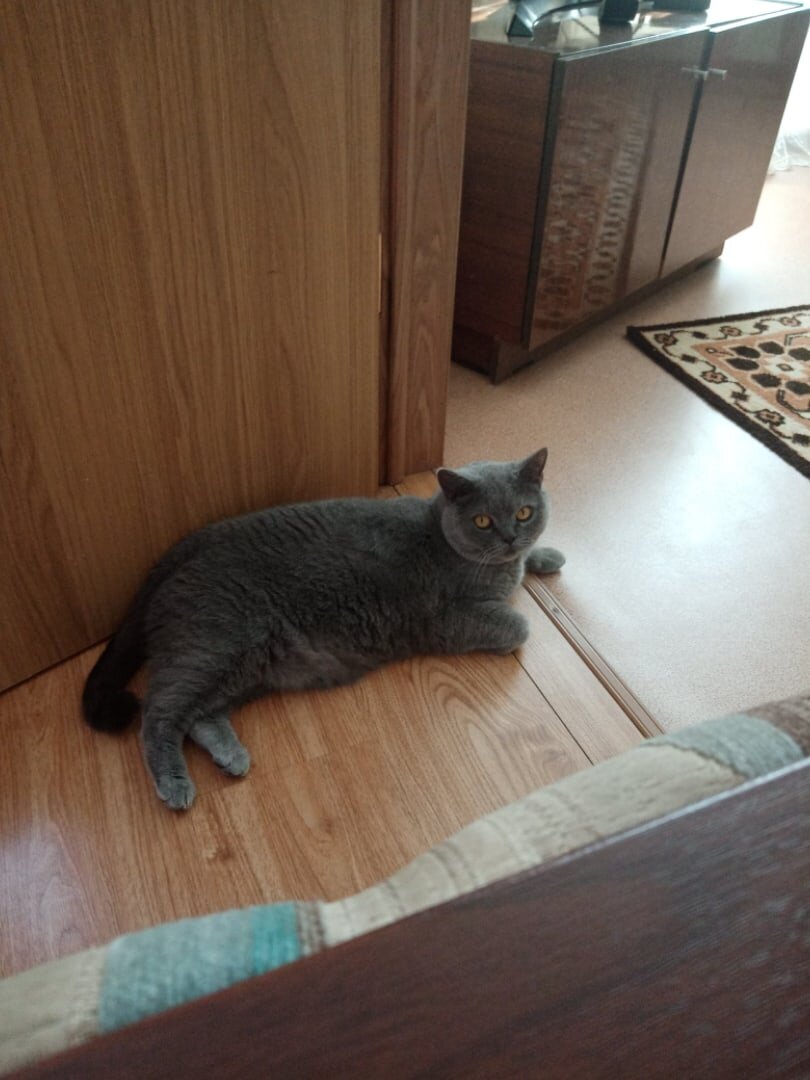 Да, да, человек. Если надо выйти - тебе придётся меня обойти. И не мешай мне смотреть за порядком. 