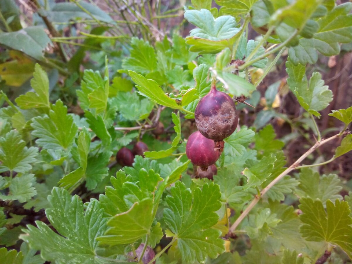 Мучнистая роза на крыжовнике