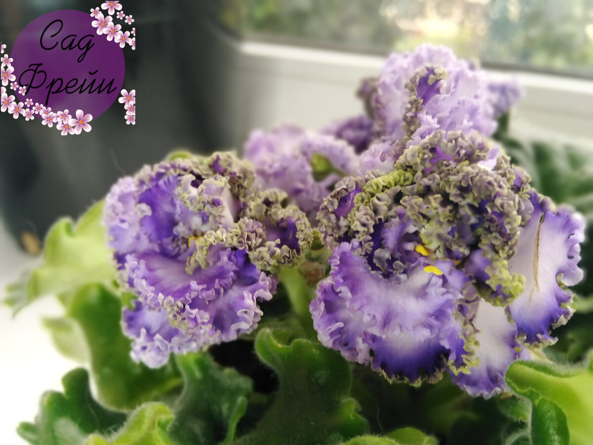 Очень красивый и запоминающийся сорт