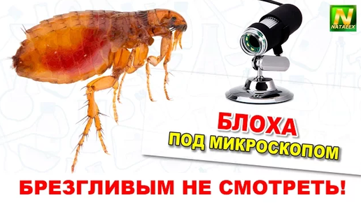 Укус блохи под микроскопом. Яйца блох под микроскопом. Подкованная блоха под микроскопом.