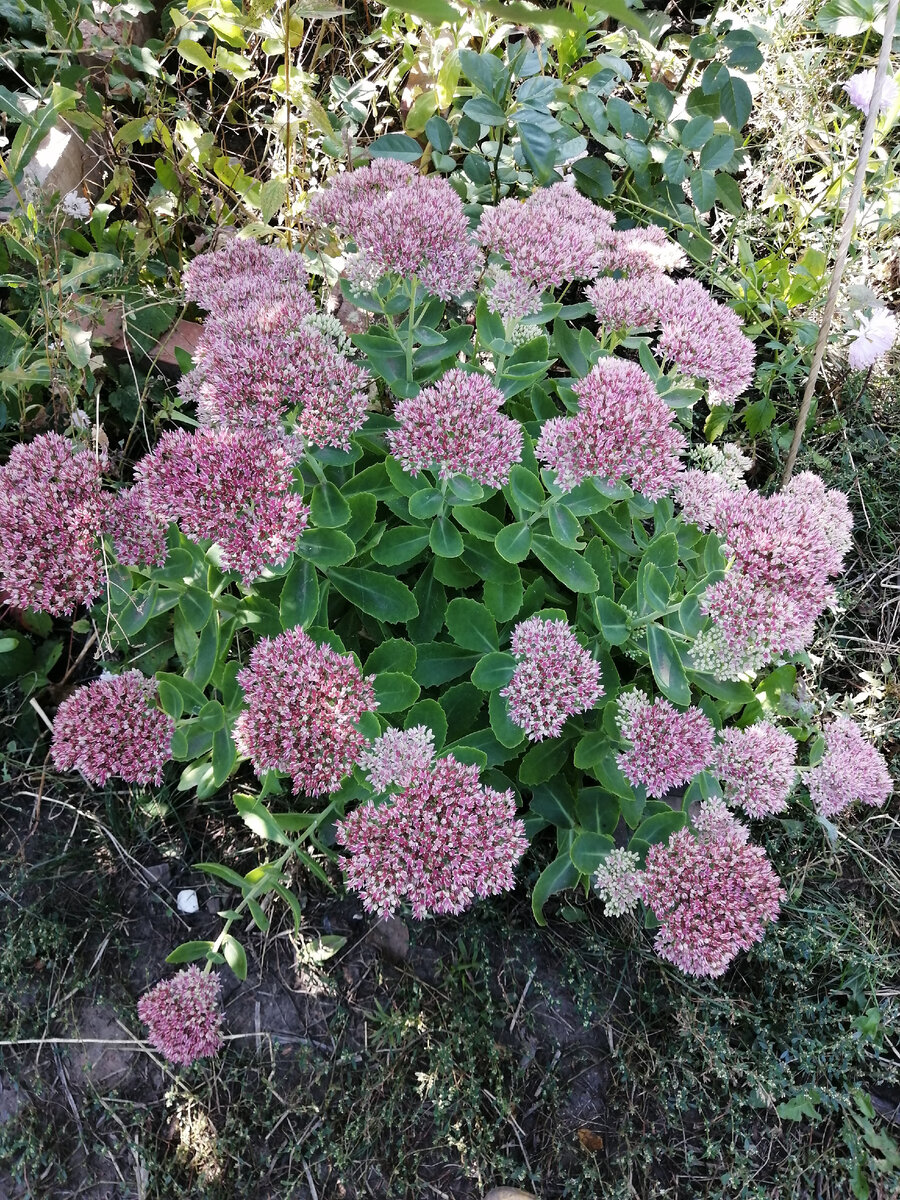 Очиток зацвёл. Фото автора 13.09.2021г. 