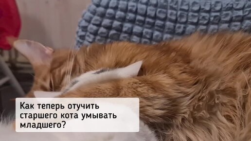 Спасенный котенок решил, что взрослый мейн-кун - его мама🤣