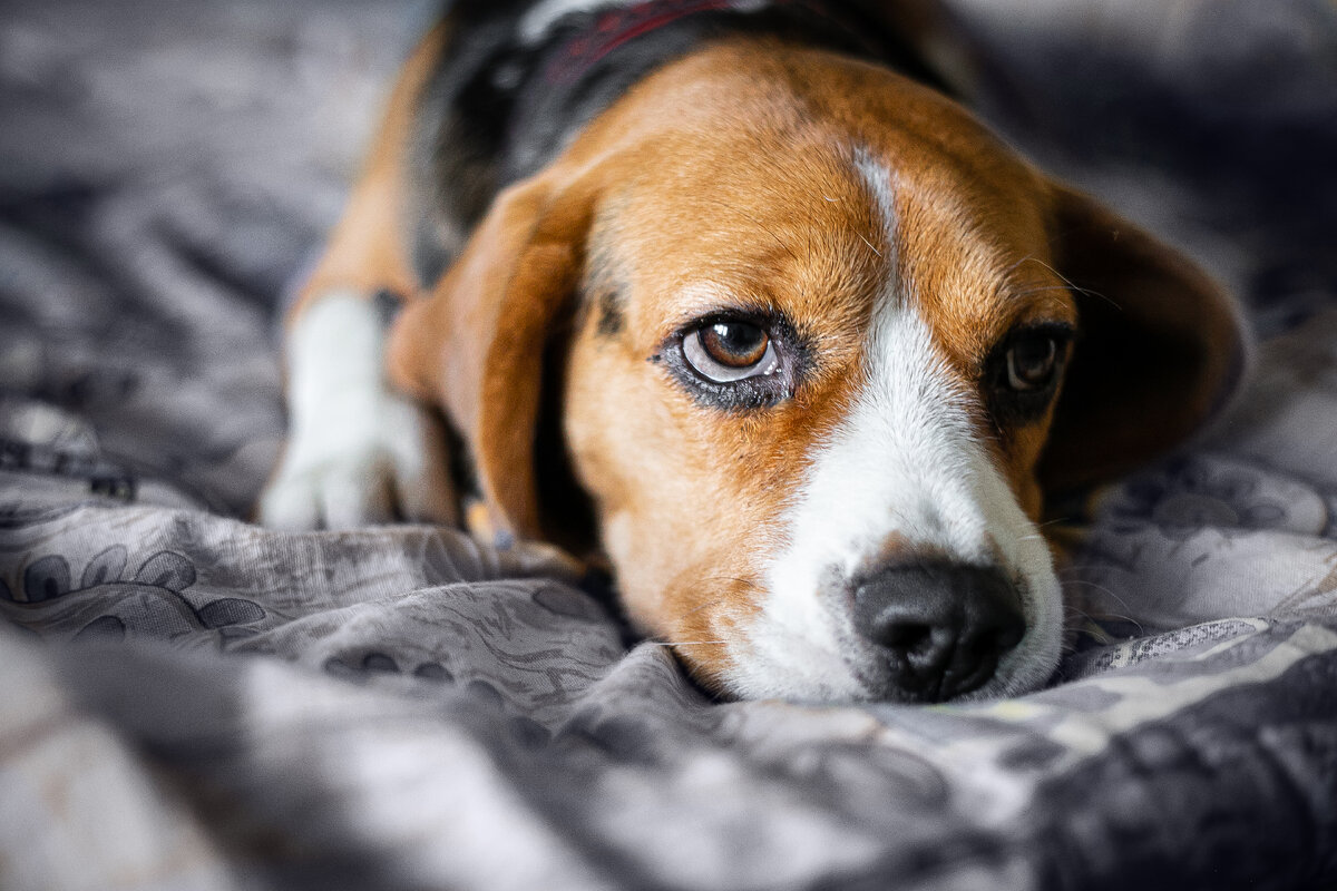А ВЫ ЗНАЛИ ПРО БОЛЕЗНЬ КУШИНГА У СОБАК? | Pet Fabric | Дзен