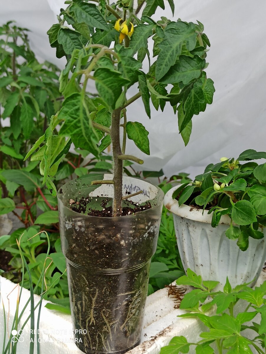 Гном сорта Стринги  в рассаде.