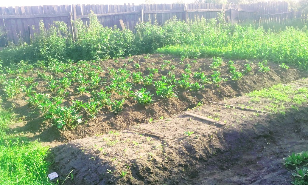 Он занял около сотки земли, позже добавилась грядка под зелень