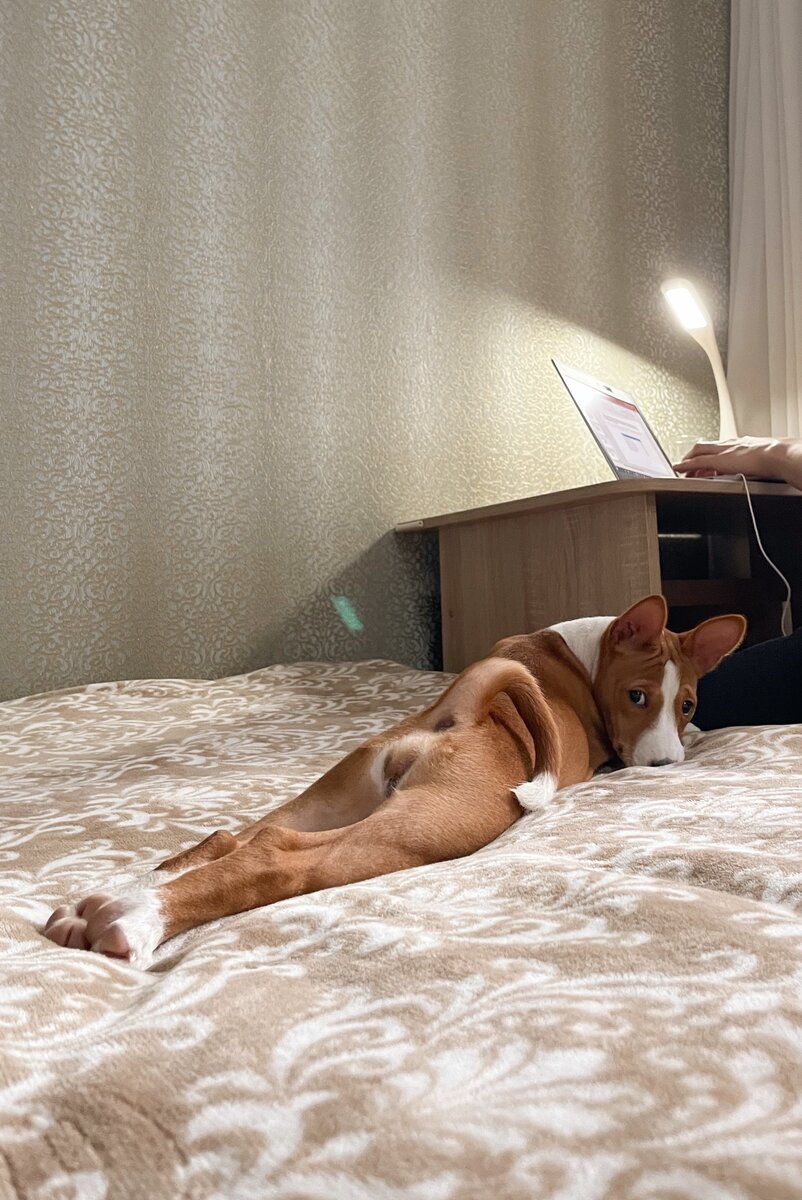 Басенджи отдыхает