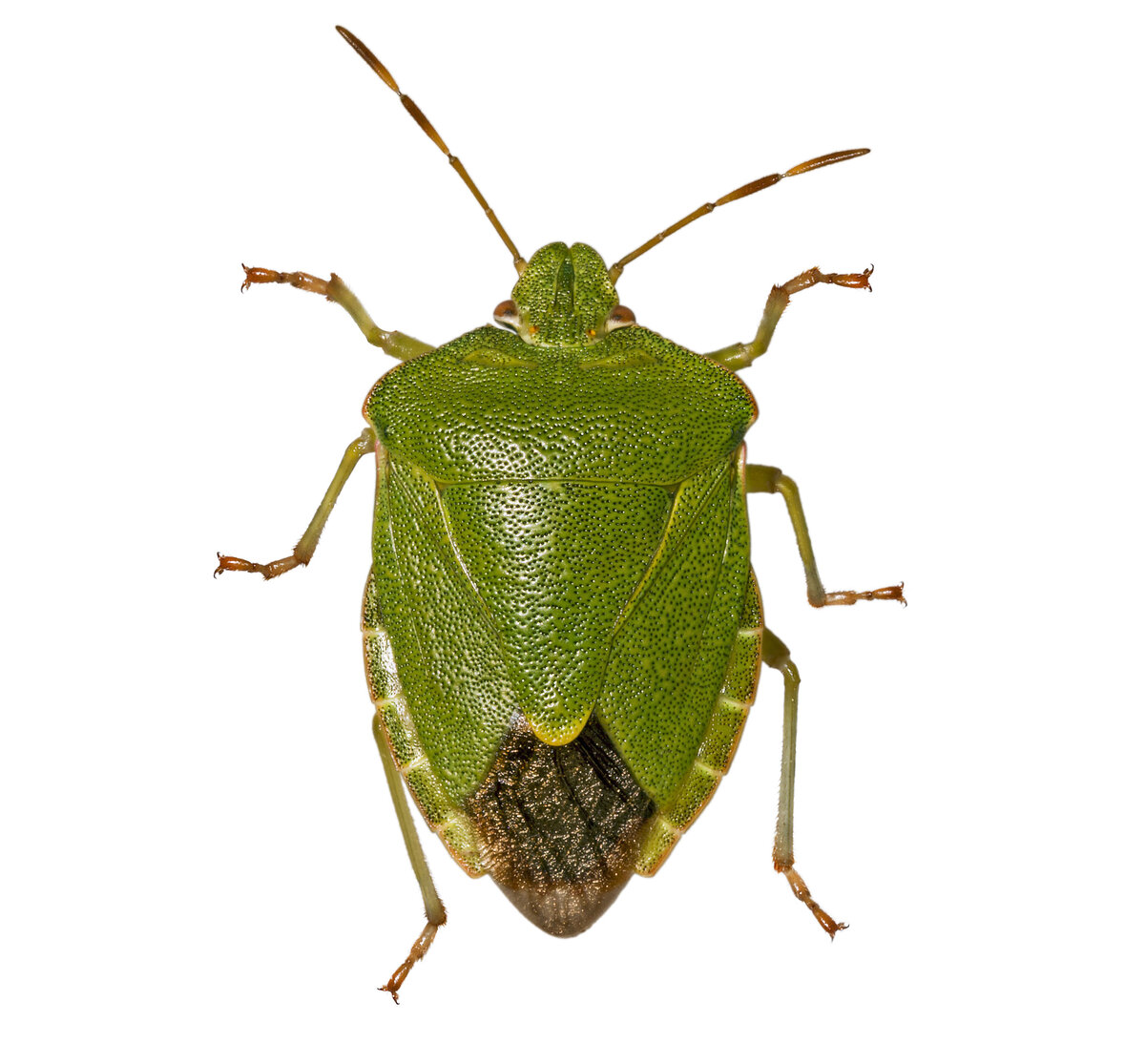 Я клоп, у меня короткие, зеленые крылышки, а под ними видно коричневое брюшко и прозрачные, летательные крылья.