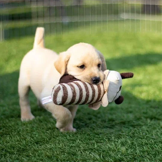 Чарли со своей первой мягкой игрушкой Jolly Doggy Natural "Пчелка" от бренда Rosewood, Артикул: 20541/RW