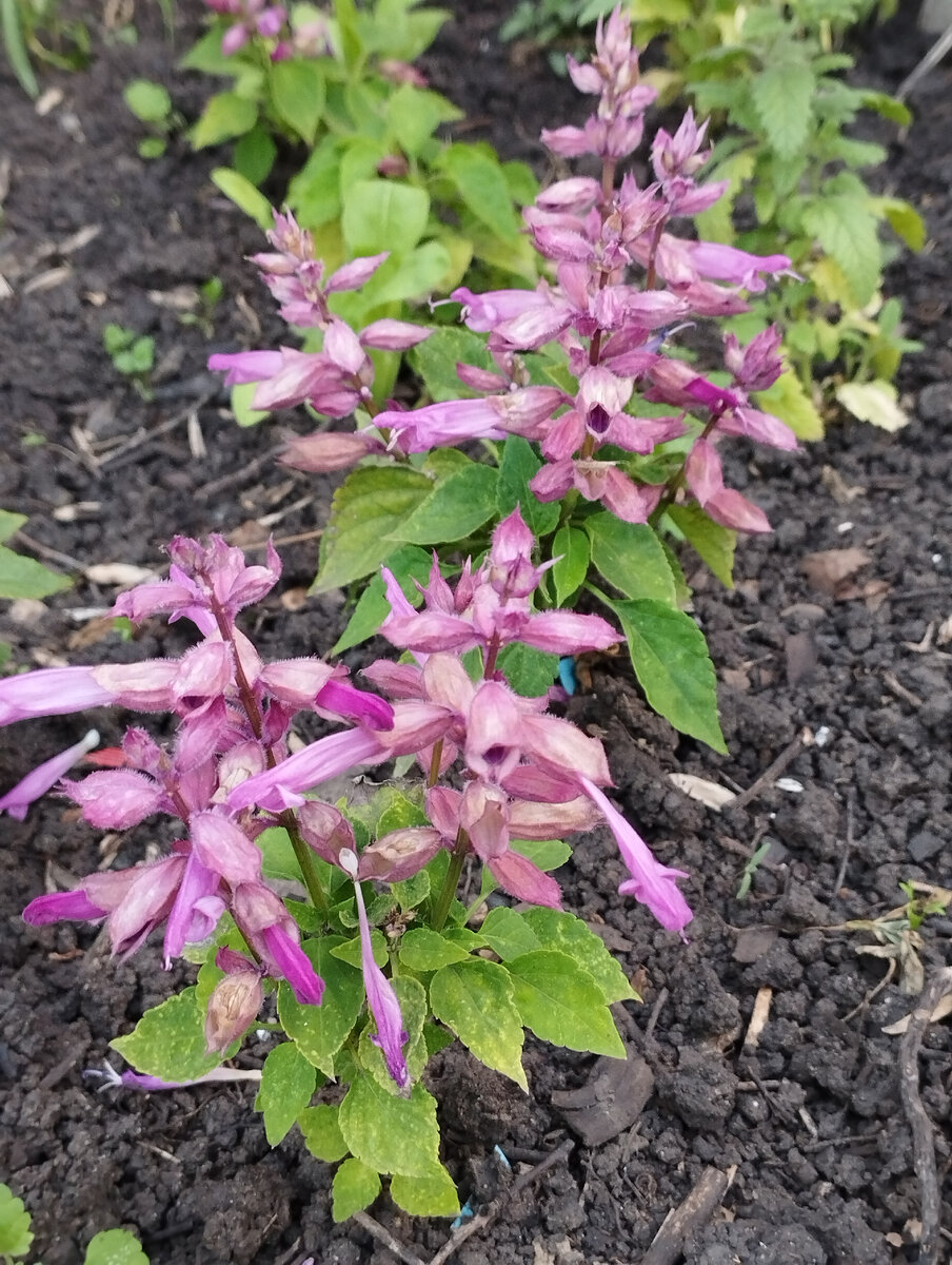 Сальвия. Сорт Амор, лавандовый цвет