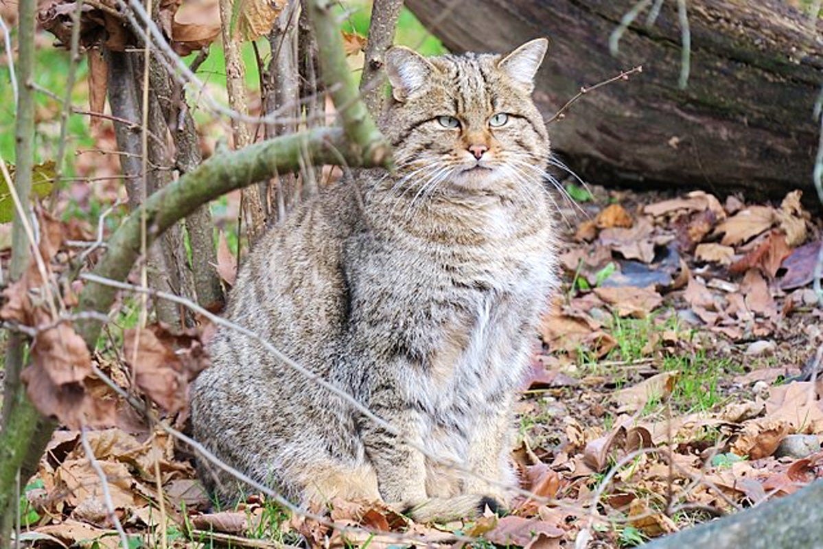 Лесной кот картинки. Лесная кошка (Felis Silvestris). Европейский Лесной кот камышовый. Кавказская Лесная кошка Felis Silvestris Caucasica Тебердинский заповедник. Дикая кошка Фелис Сильвестрис.