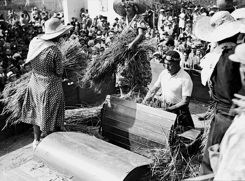 Муссолини принимает личное участие в "Битве за хлеб" 