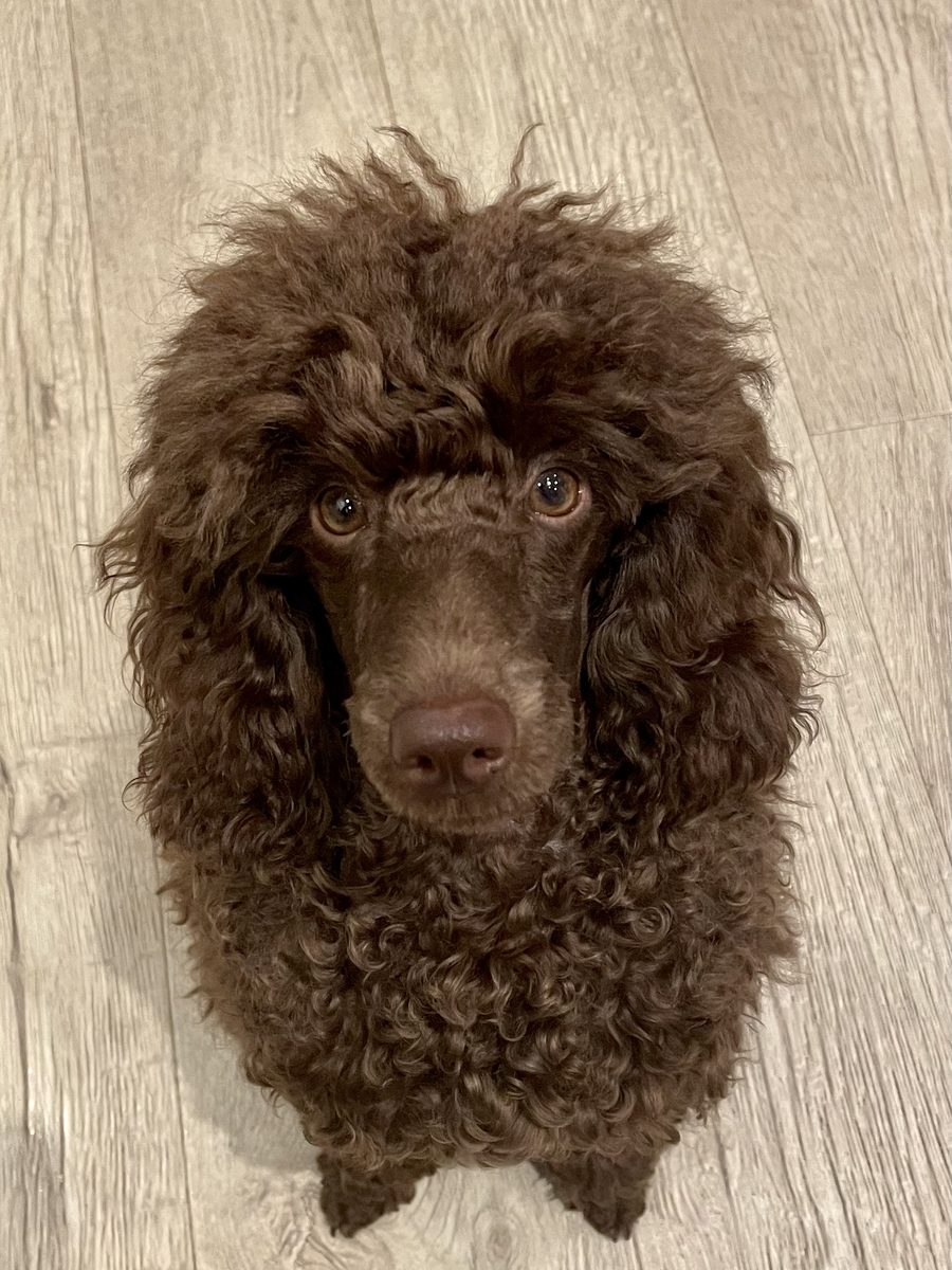 Вот таким он появился у нас в доме. Ну чем не известный певец? Или "Ежик в тумане"? Фото автора