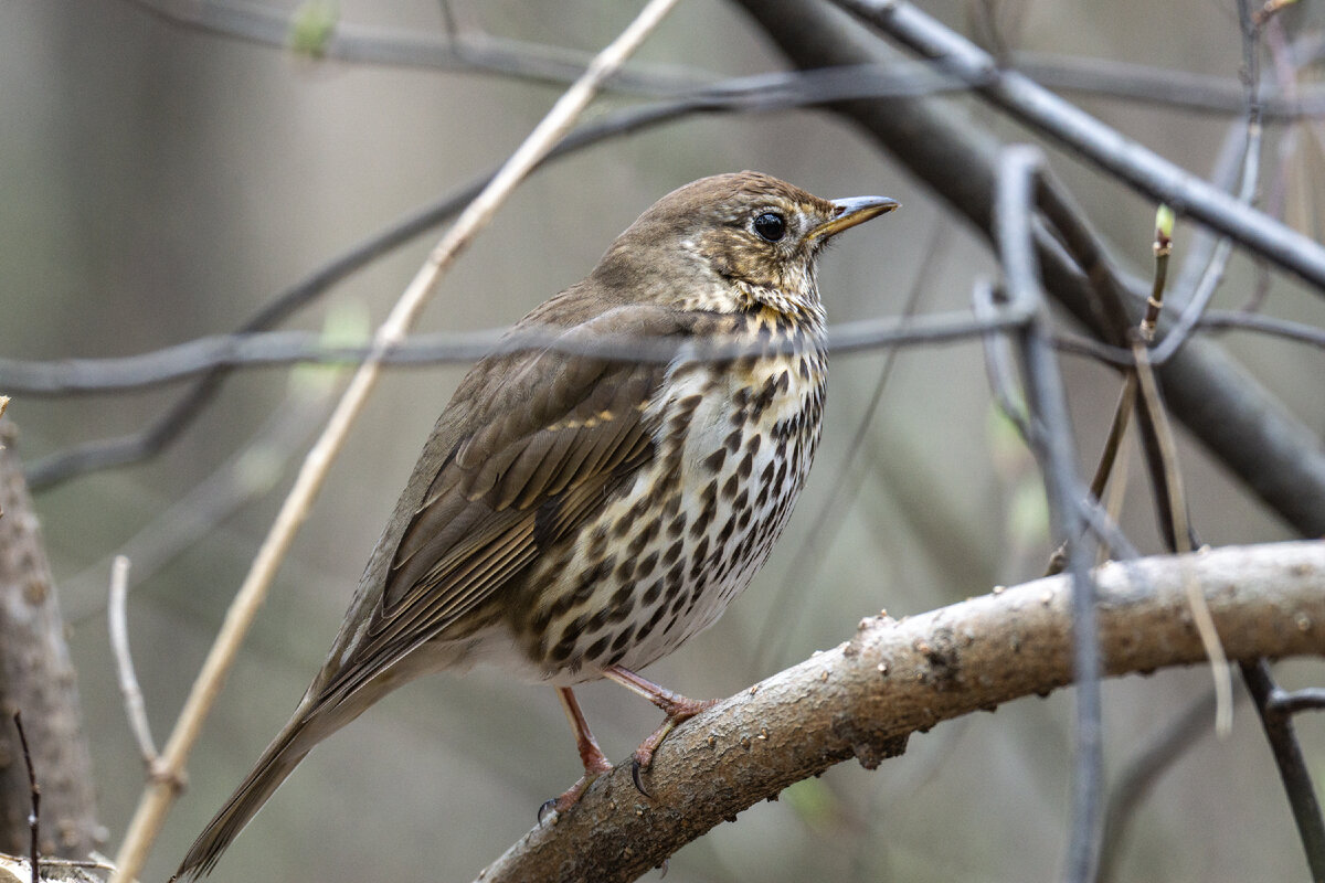 Певчий дрозд (лат. Turdus philomelos)