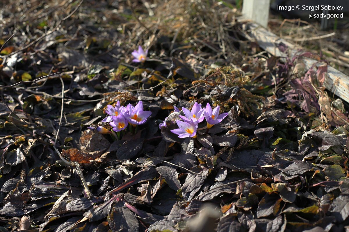 Шафран (Crocus) или крокус в моём палисаднике | Сад в город! | Дзен