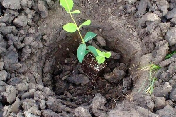 Посадка жимолости осуществляется согласно требованиям агротехники. Культура относится к многолетнему прямостоячему, ползучему или вьющемуся кустарнику, имеющему эллипсовидную или шарообразную крону.-2