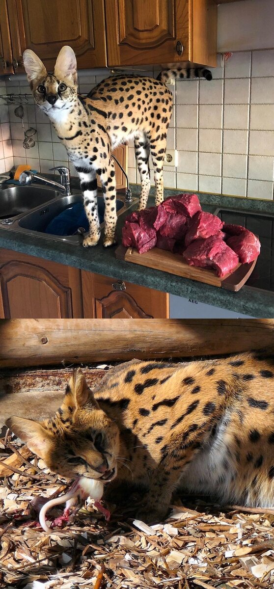 Кошачьи Сервал