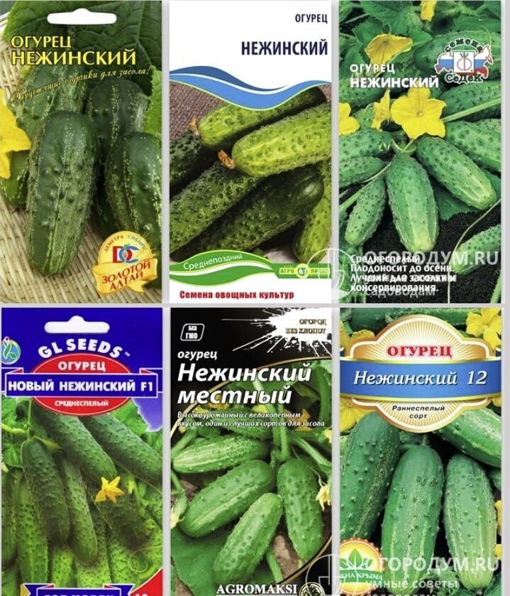 Огурец нежинский описание отзывы фото посадка