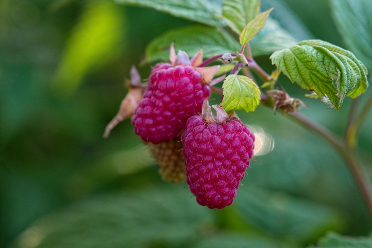 Малину над. Малина ремонтантная Светлячок. Малина Rubus idaeus. Малина ремонтантная цветет.