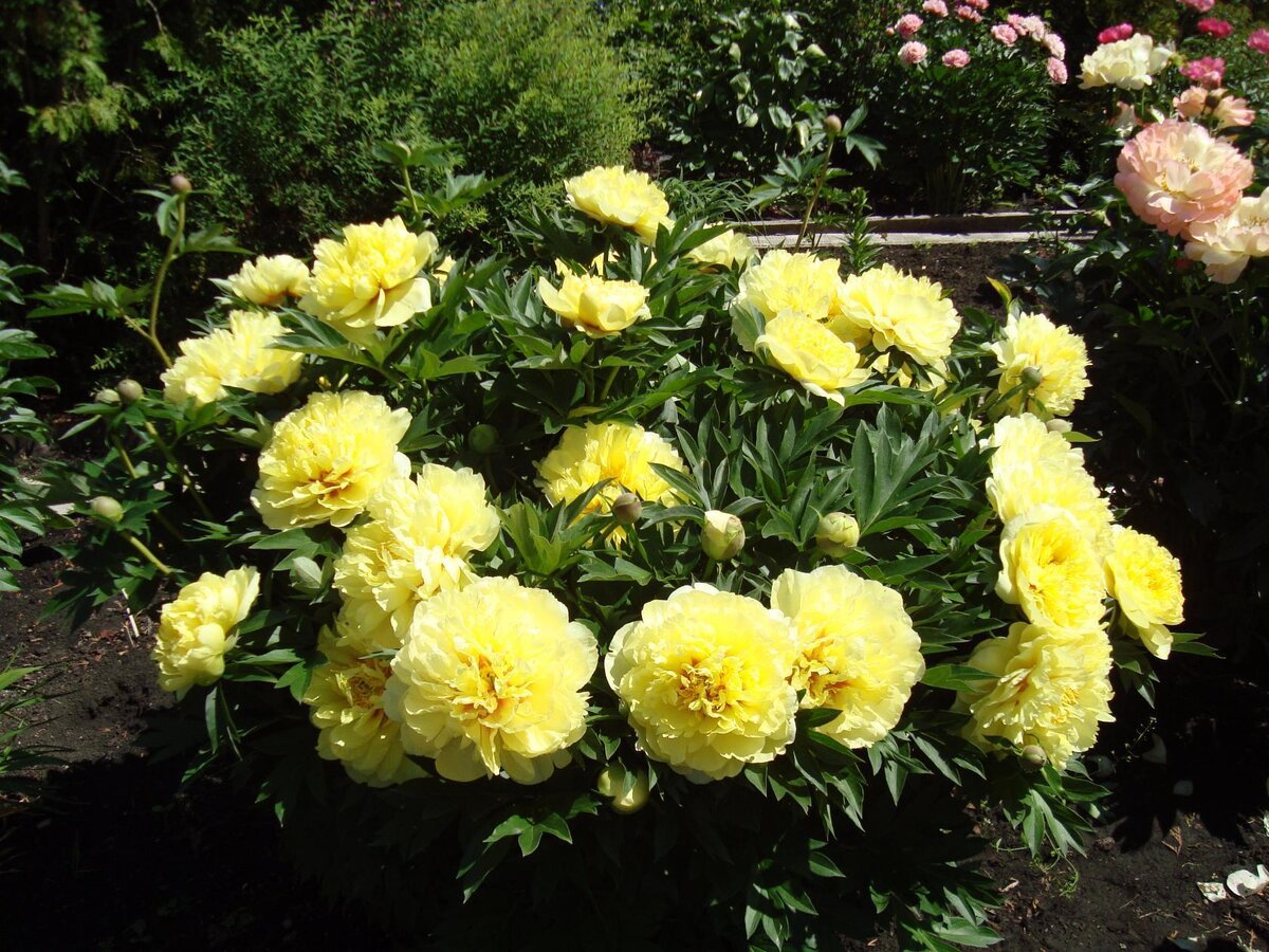 Вот такой огромный куст можно уже делить