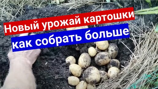 Собрали первый урожай картофеля в августе 2023. Выращиваем картошку по голландской технологии