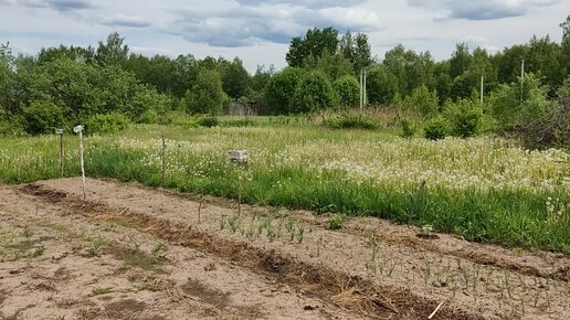 Обзор огорода на проекте Сапуново. Приехали косить траву. 30052023.