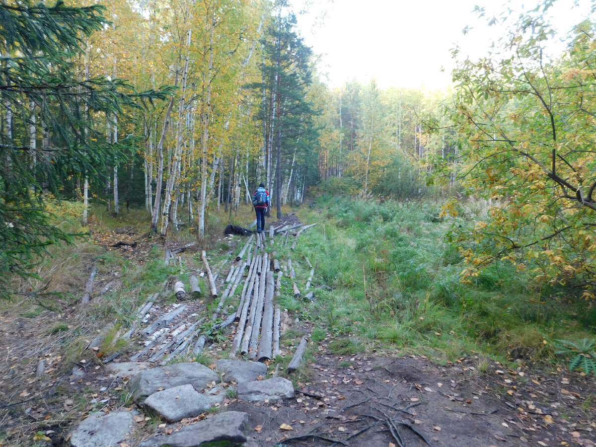 Гать по дороге на скалы Петра Гронского этой осенью совершенно сухая. Фото автора. 