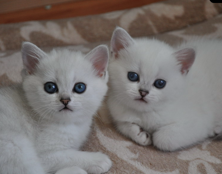 "Ликвид" и "неликвид" - найди десять отличий