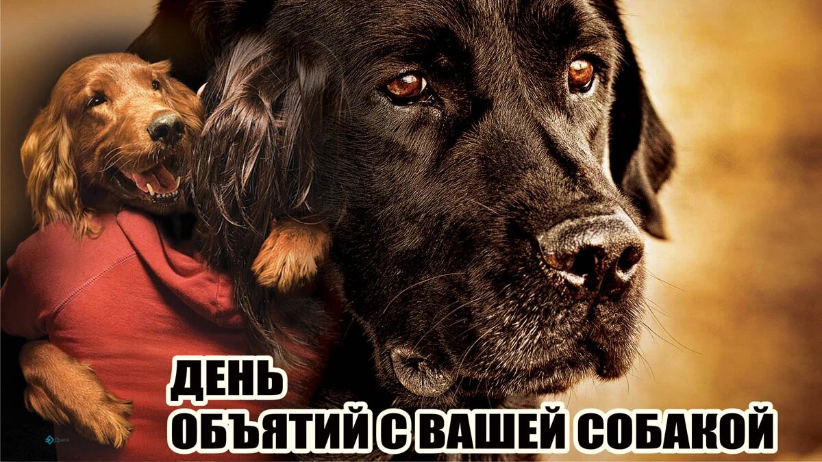 ваша собака у нас. тертерер собака фото. ваш щенок. ваша собака у нас реклама приюта. ваш щенок.