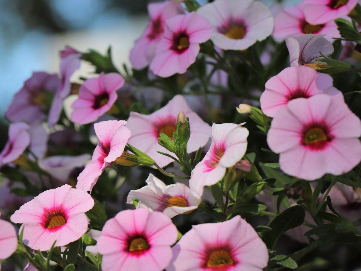 Calibrachoa Aloha Double Citric